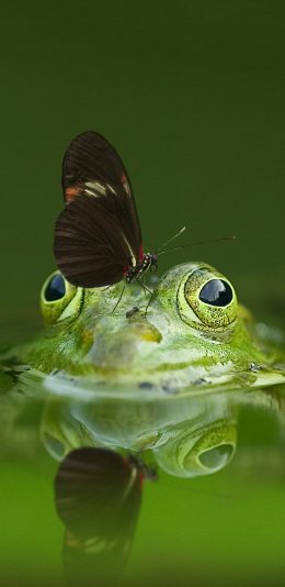 [2436x1125]青蛙 湖水 绿色 蝴蝶 苹果手机壁纸图片