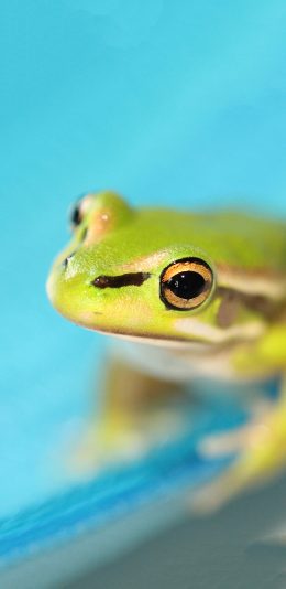 [2436x1125]青蛙 益类 蛙类 苹果手机壁纸图片