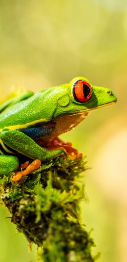 [2436x1125]青蛙 益虫 品种 幽绿 苹果手机壁纸图片