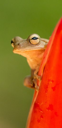 [2436x1125]青蛙 益虫 探头 两栖类 苹果手机壁纸图片