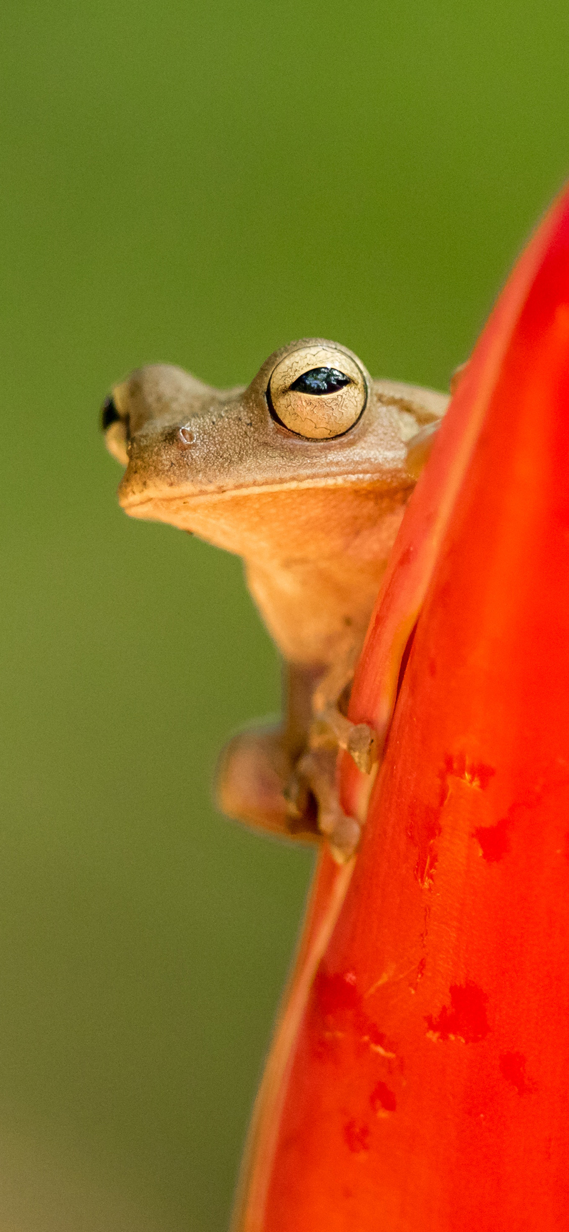 [2436×1125]青蛙 益虫 探头 两栖类 苹果手机壁纸图片
