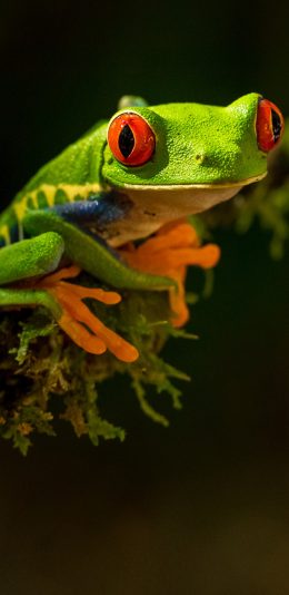 [2436x1125]青蛙 益虫 碧绿 苔藓 苹果手机壁纸图片