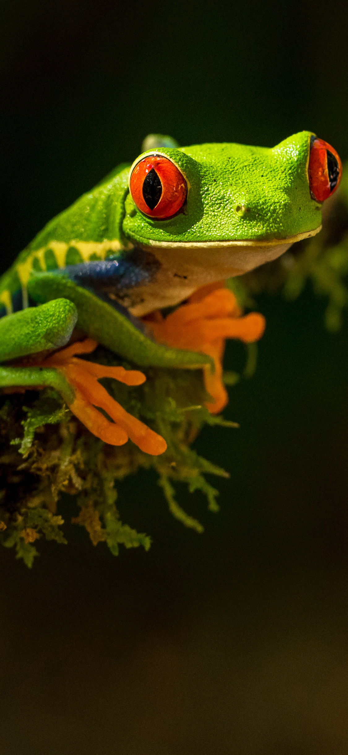 [2436×1125]青蛙 益虫 碧绿 苔藓 苹果手机壁纸图片