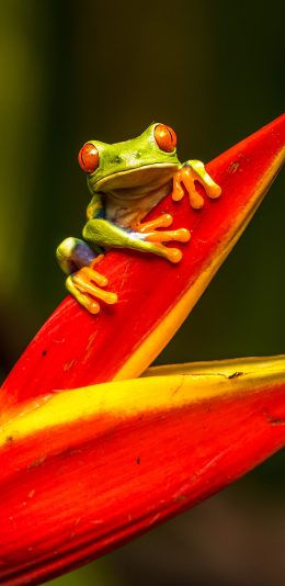 [2436x1125]青蛙 益虫 花 爬行 苹果手机壁纸图片