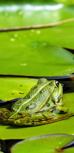 [2436x1125]青蛙 绿色 池塘 荷叶 苹果手机壁纸图片