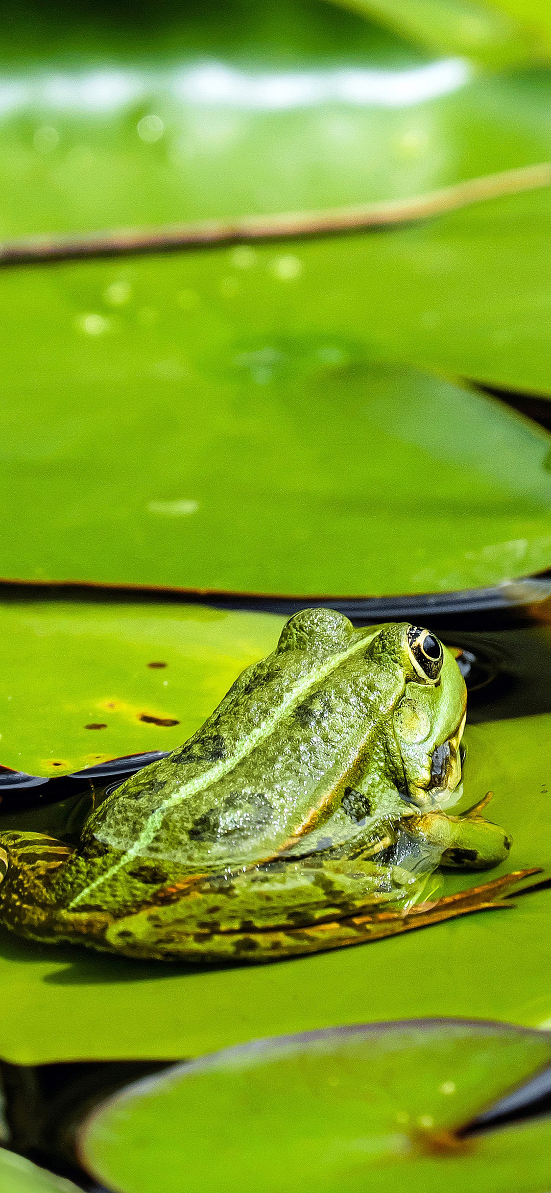 [2436×1125]青蛙 绿色 池塘 荷叶 苹果手机壁纸图片