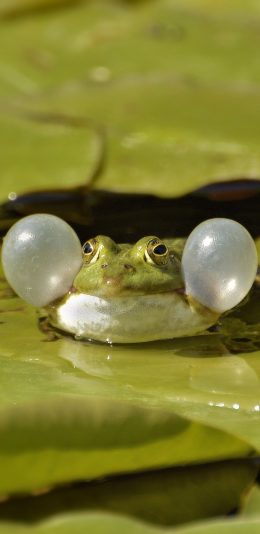 [2436x1125]青蛙 绿色 荷叶 荷塘 苹果手机壁纸图片
