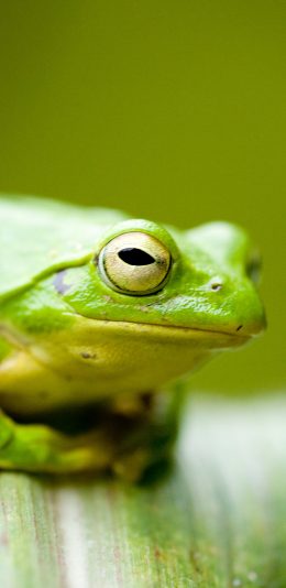 [2436x1125]青蛙 绿色 蛤蟆 两栖 苹果手机壁纸图片