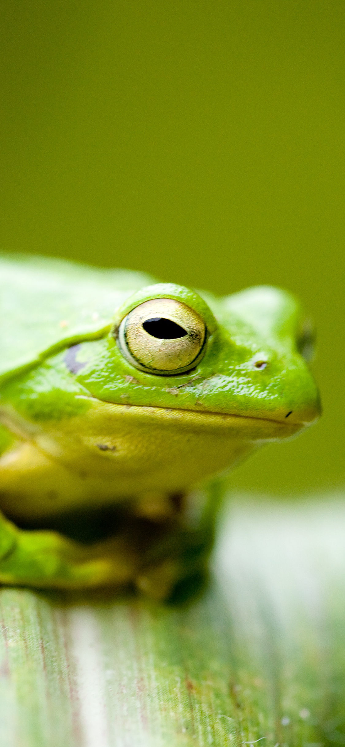 [2436×1125]青蛙 绿色 蛤蟆 两栖 苹果手机壁纸图片
