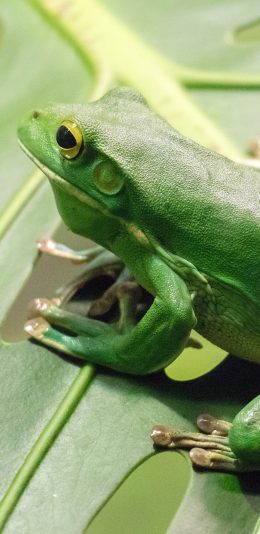 [2436x1125]青蛙 绿豆蛙 龟背竹 趴着 苹果手机壁纸图片