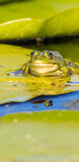 [2436x1125]青蛙 荷叶 池塘 水面 苹果手机壁纸图片