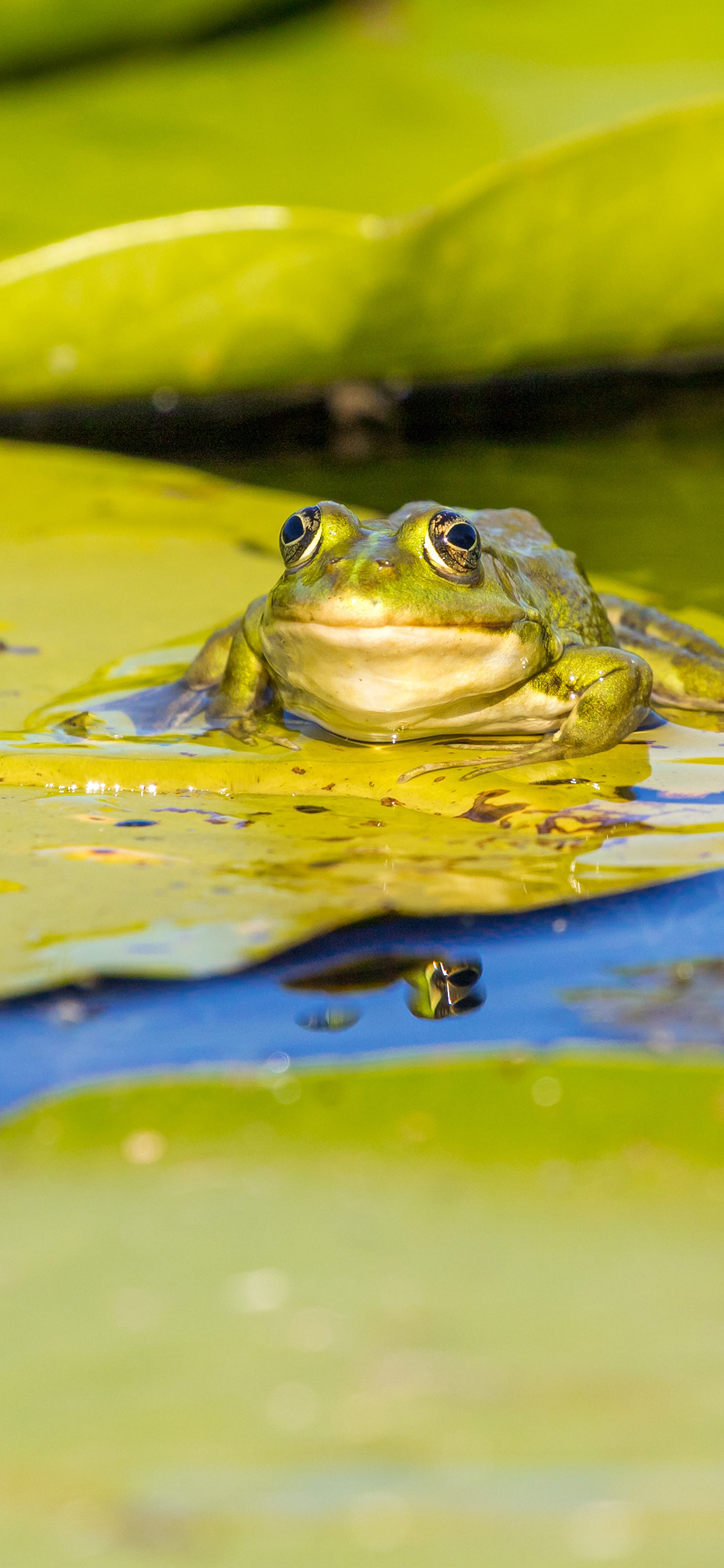 [2436×1125]青蛙 荷叶 池塘 水面 苹果手机壁纸图片