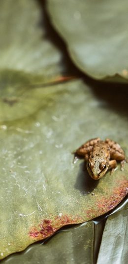 [2436x1125]青蛙 荷叶 池塘 田鸡 苹果手机壁纸图片