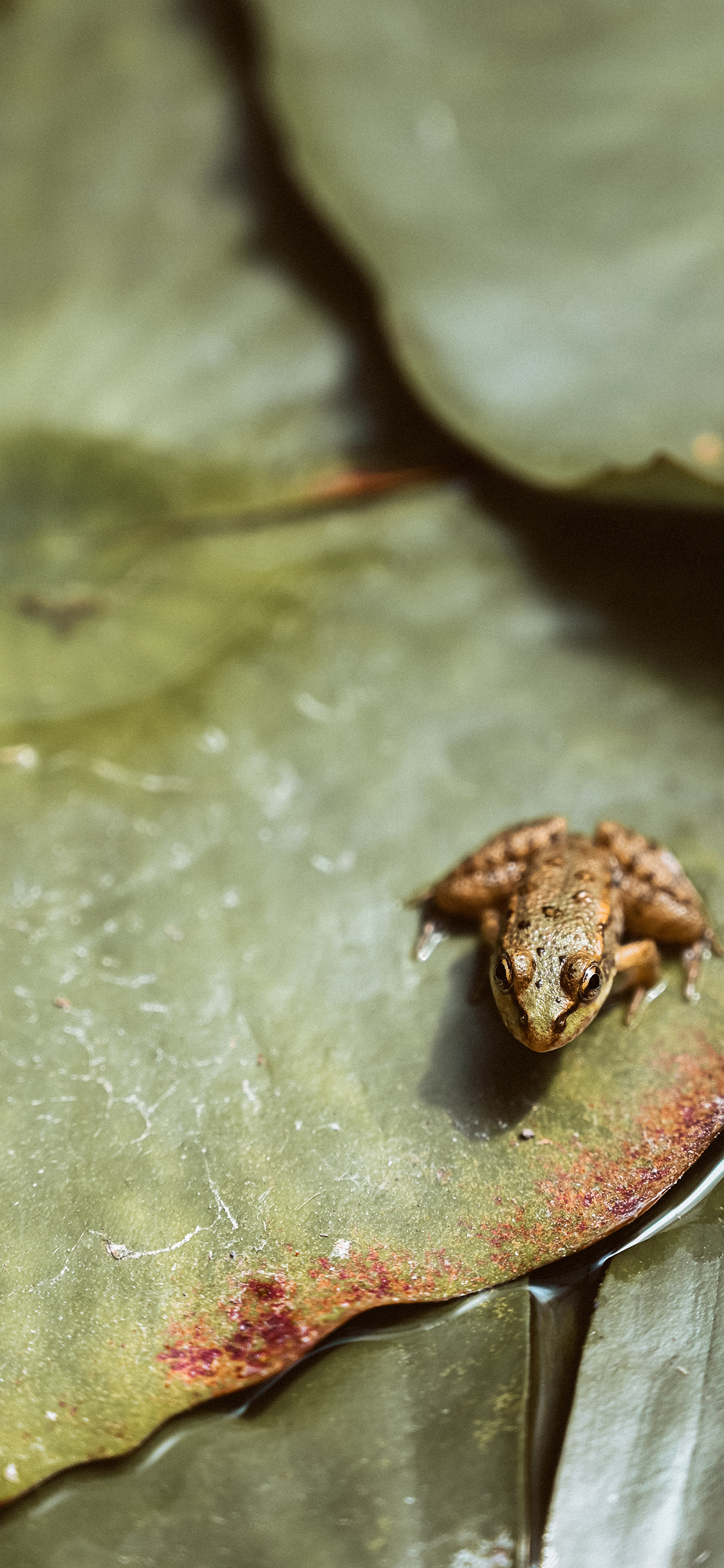 [2436×1125]青蛙 荷叶 池塘 田鸡 苹果手机壁纸图片