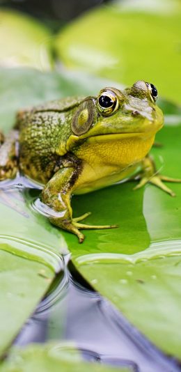 [2436x1125]青蛙 荷叶 荷塘 绿色 苹果手机壁纸图片
