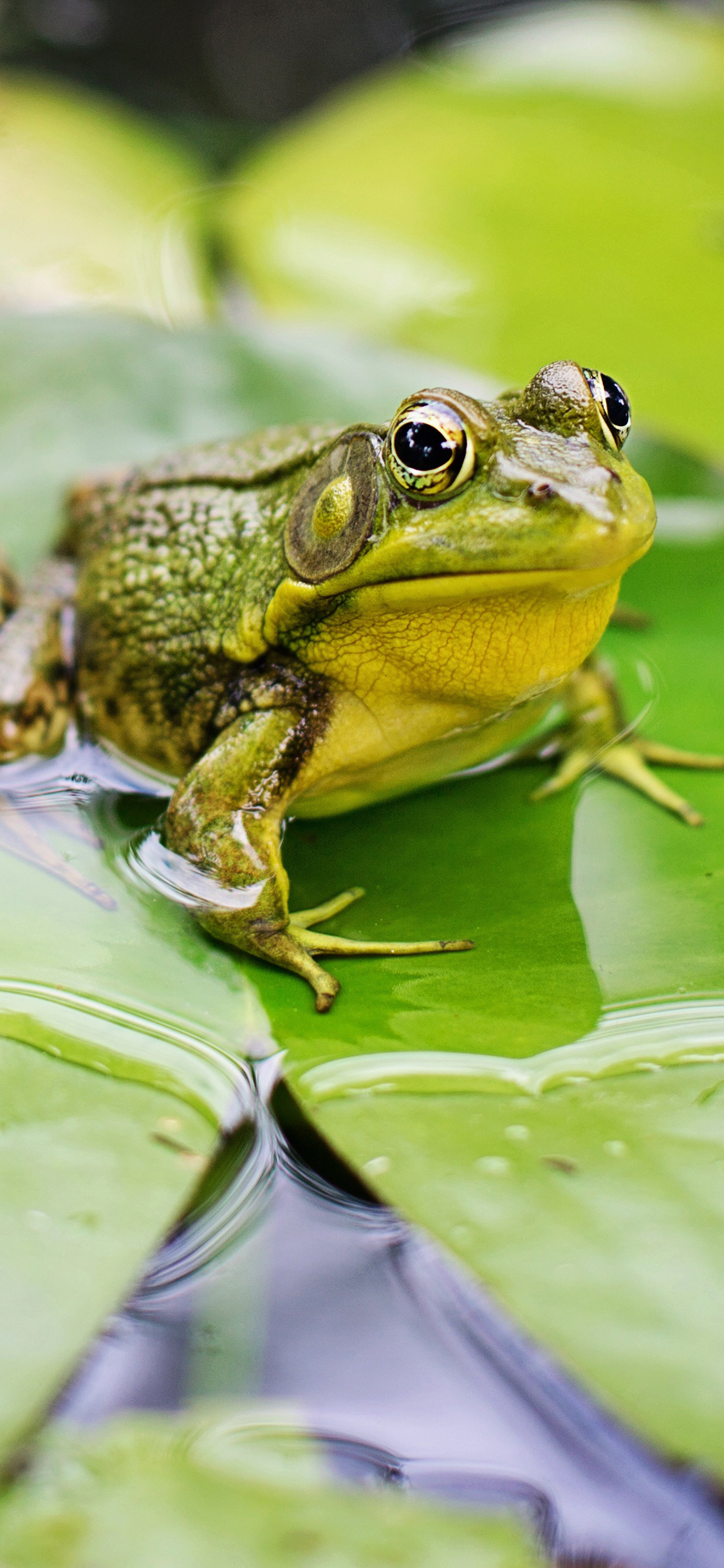 [2436×1125]青蛙 荷叶 荷塘 绿色 苹果手机壁纸图片