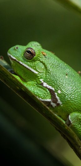 [2436x1125]青蛙 蛙类 卵生 蛙类 苹果手机壁纸图片