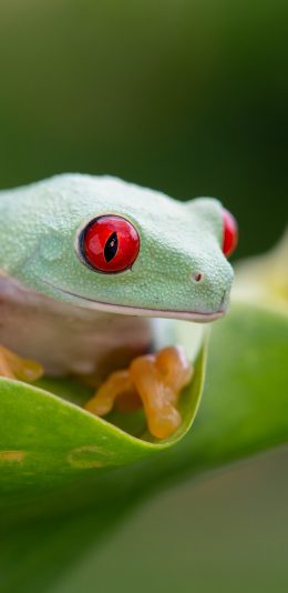 [2436x1125]青蛙 蛙类 宠物娃 绿叶 苹果手机壁纸图片