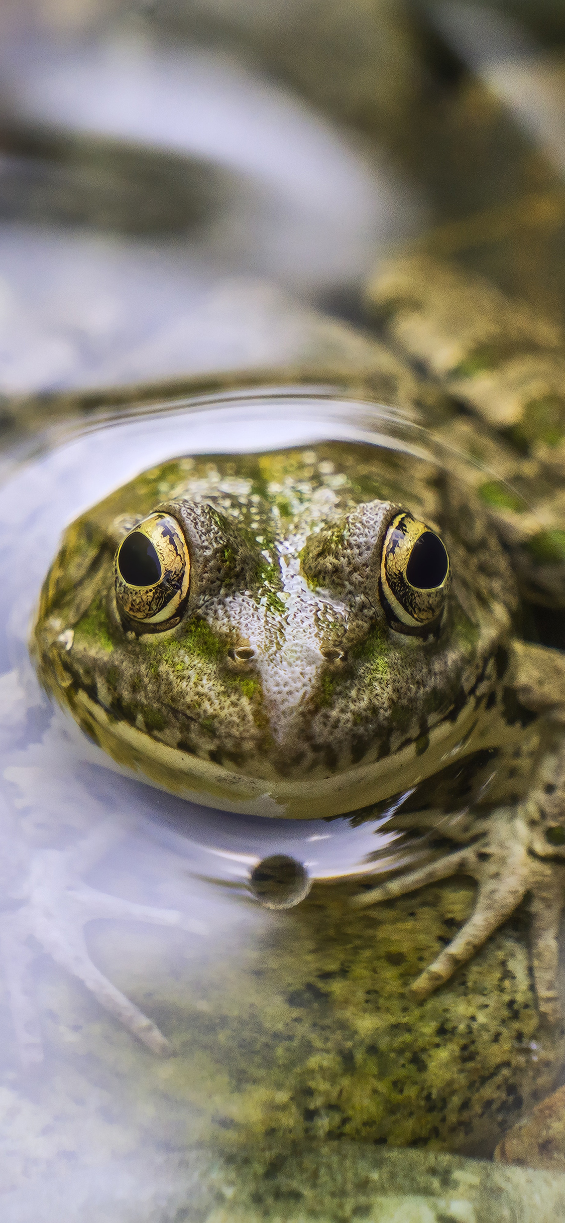 [2436×1125]青蛙 蛤蟆 水 两栖 苹果手机壁纸图片