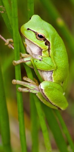 [2436x1125]青蛙 跳跃 两栖 绿 苹果手机壁纸图片