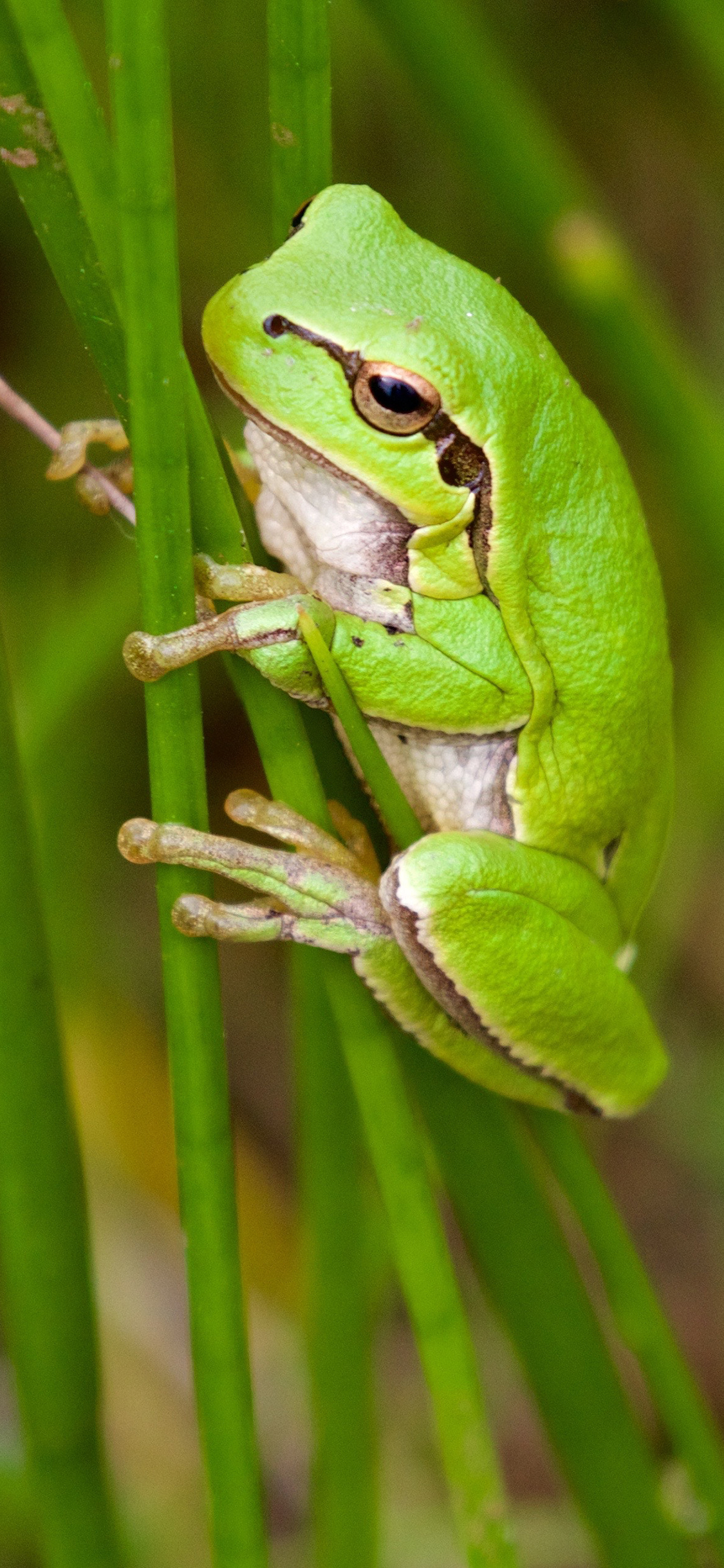 [2436×1125]青蛙 跳跃 两栖 绿 苹果手机壁纸图片