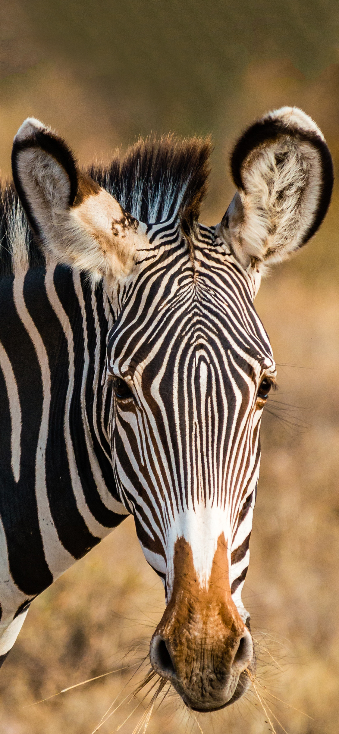 [2436×1125]非洲 保护动物 斑马 苹果手机壁纸图片