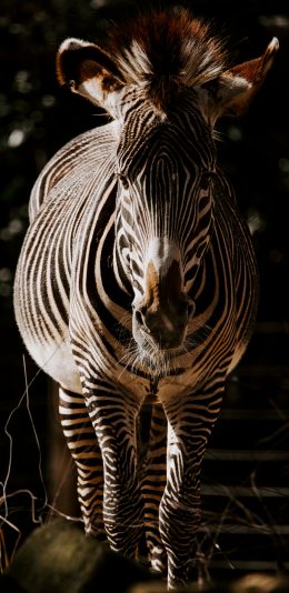 [2436x1125]非洲 斑马 黑白 奔跑 苹果手机壁纸图片