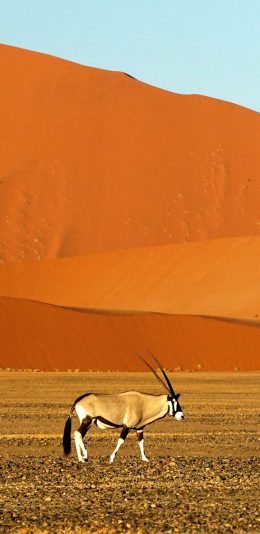 [2436x1125]非洲 沙漠 大羚羊 苹果手机壁纸图片