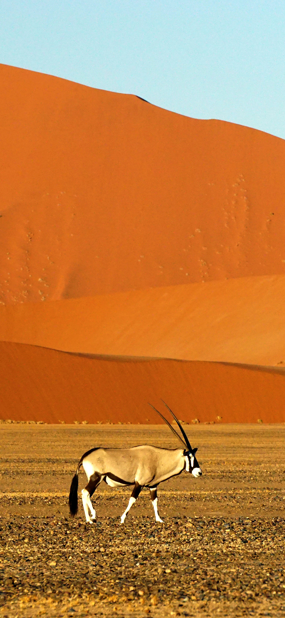 [2436×1125]非洲 沙漠 大羚羊 苹果手机壁纸图片