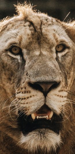 [2436x1125]非洲 狮子 母狮 肉食动物 苹果手机壁纸图片