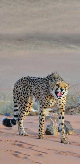 [2436x1125]非洲 猎豹 豹纹 觅食 食肉动物 苹果手机壁纸图片