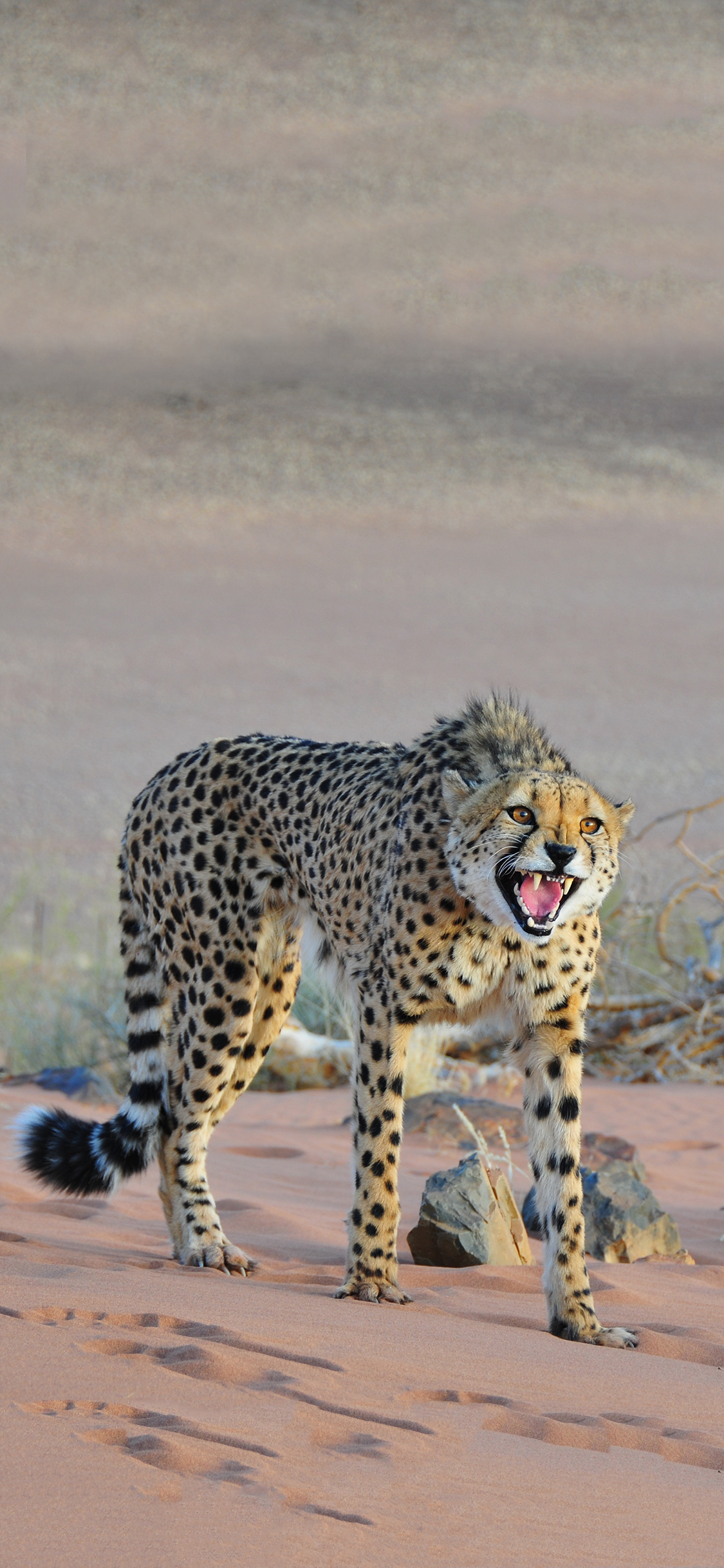 [2436×1125]非洲 猎豹 豹纹 觅食 食肉动物 苹果手机壁纸图片