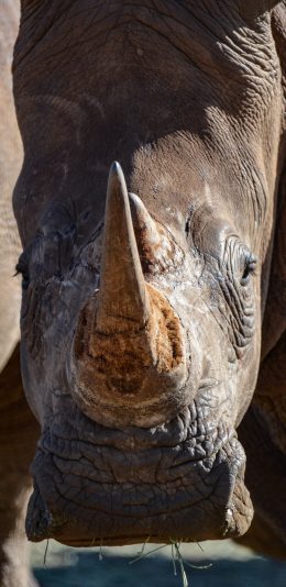 [2436x1125]非洲 野犀牛 攻击 犀牛角 苹果手机壁纸图片