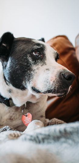 [2436x1125]项圈 宠物 毛毯 狗 苹果手机壁纸图片