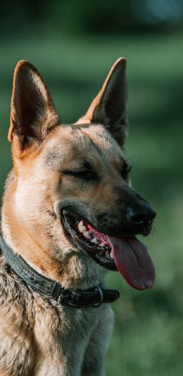[2436x1125]项圈 宠物 狼犬 狗 苹果手机壁纸图片