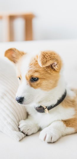 [2436x1125]项圈 柯基 宠物 可爱 短腿 苹果手机壁纸图片