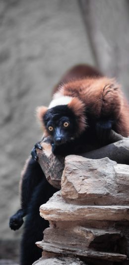 [2436x1125]领狐猴 黑白领狐猴 岩石 苹果手机壁纸图片