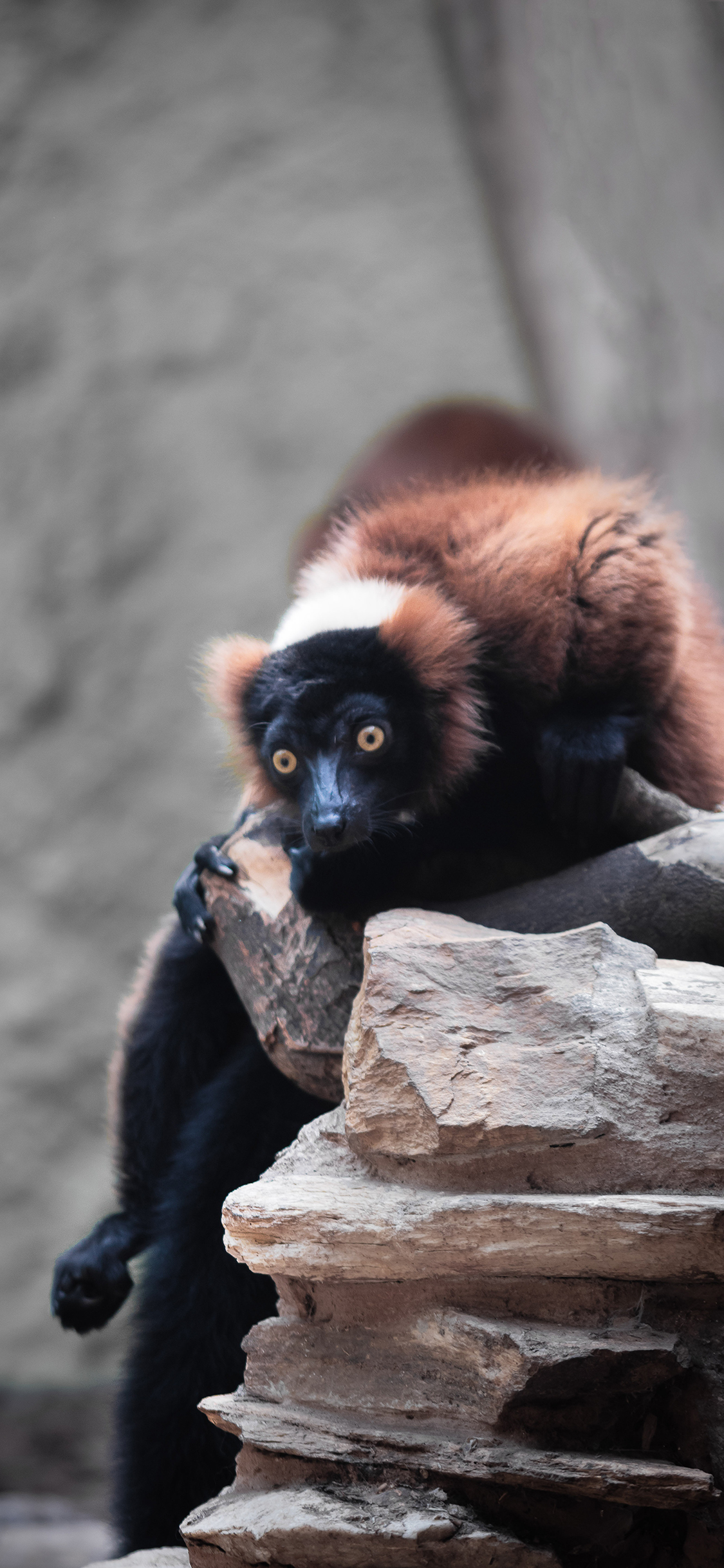 [2436×1125]领狐猴 黑白领狐猴 岩石 苹果手机壁纸图片