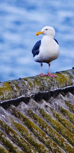 [2436x1125]风景 海鸟 屋顶 海洋 站立 苹果手机壁纸图片