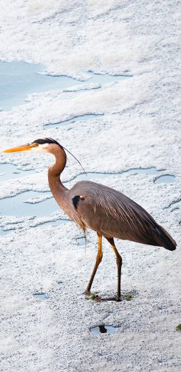 [2436x1125]飞禽 大蓝鹭 胡泊 觅食 苹果手机壁纸图片