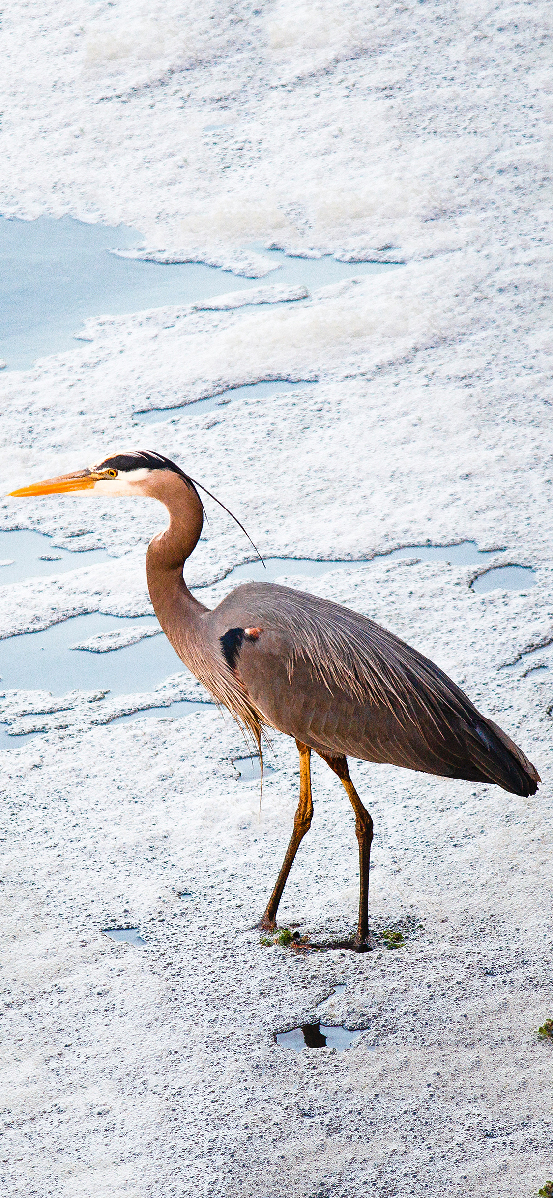[2436×1125]飞禽 大蓝鹭 胡泊 觅食 苹果手机壁纸图片