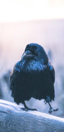 [2436x1125]飞禽 小乌鸦 黑色 栖息 苹果手机壁纸图片
