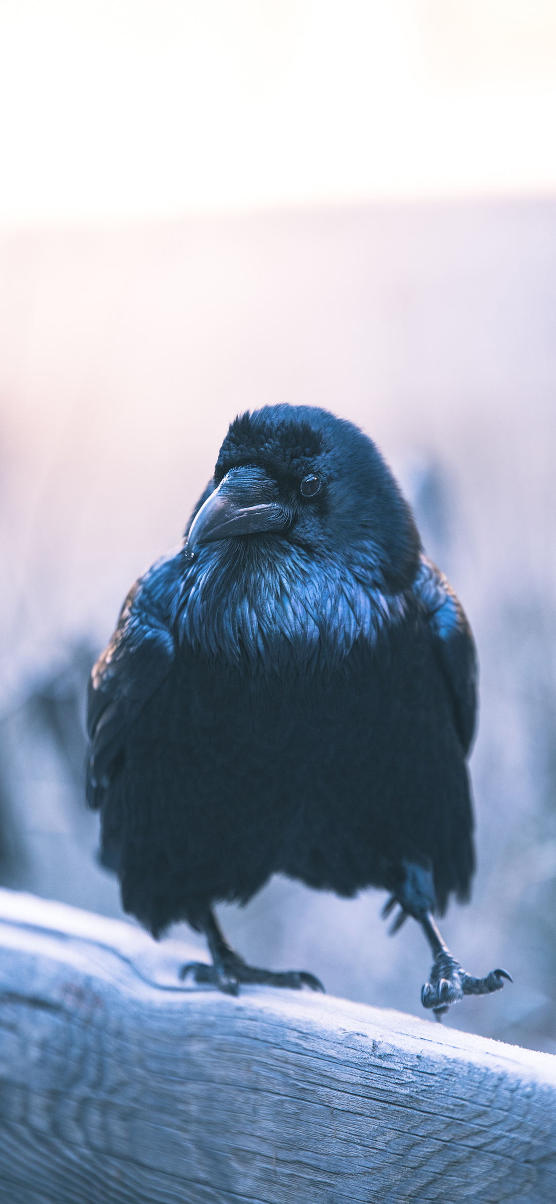 [2436×1125]飞禽 小乌鸦 黑色 栖息 苹果手机壁纸图片