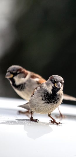 [2436x1125]飞禽 小鸟 麻雀 鸟类 苹果手机壁纸图片