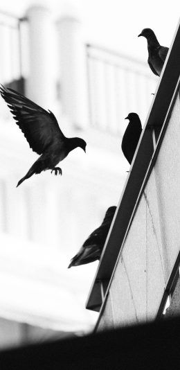 [2436x1125]飞禽 屋檐 鸽子 黑白 苹果手机壁纸图片