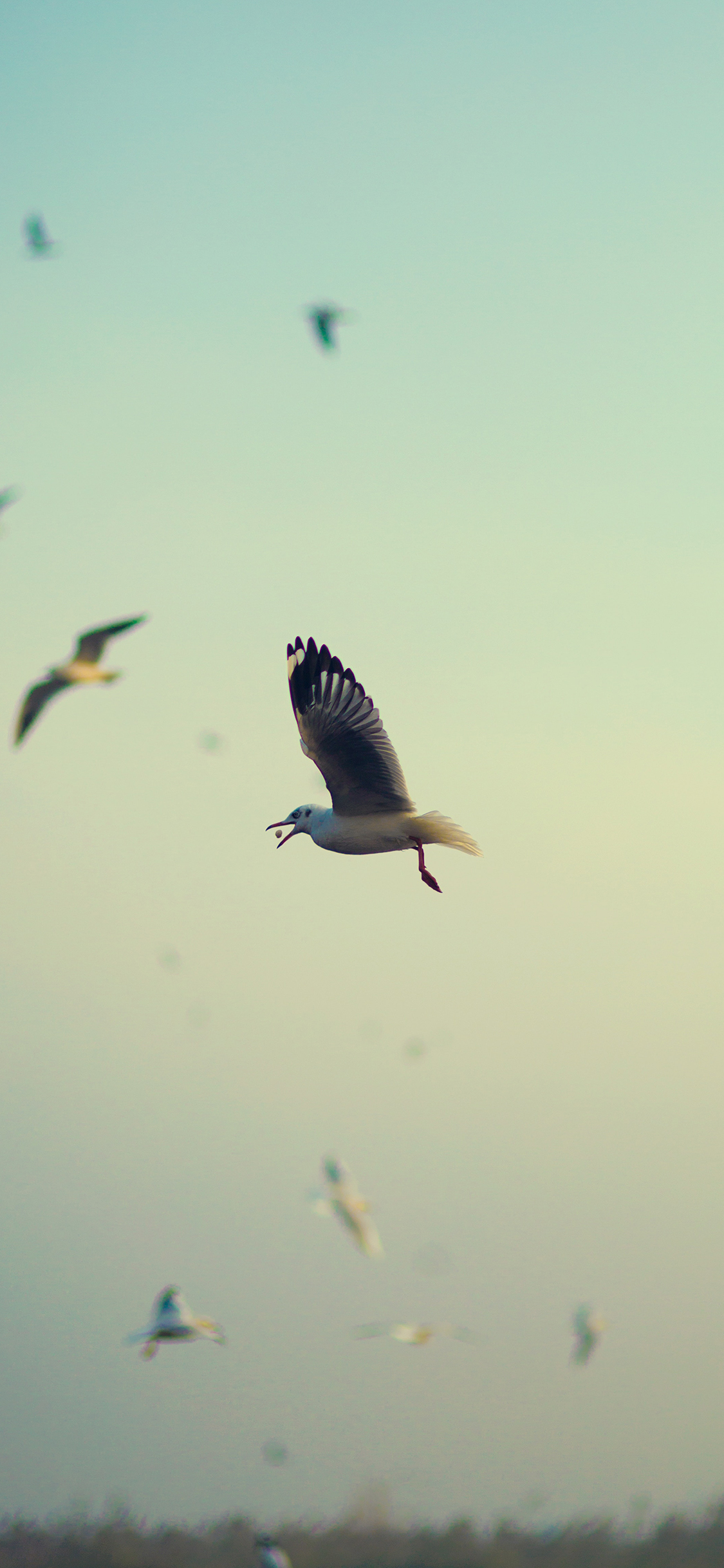 [2436×1125]飞禽 海鸥 飞行 进食 苹果手机壁纸图片