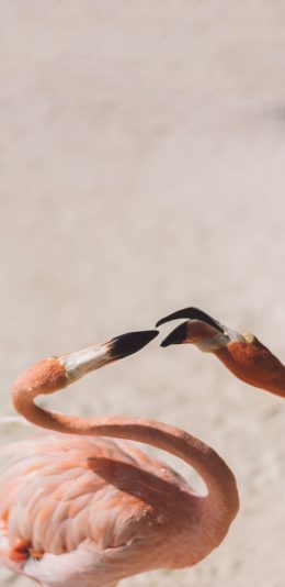 [2436x1125]飞禽 火烈鸟 保护动物 粉色羽毛 苹果手机壁纸图片