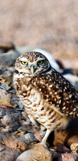 [2436x1125]飞禽 猫头鹰 聪明 捕猎 苹果手机壁纸图片