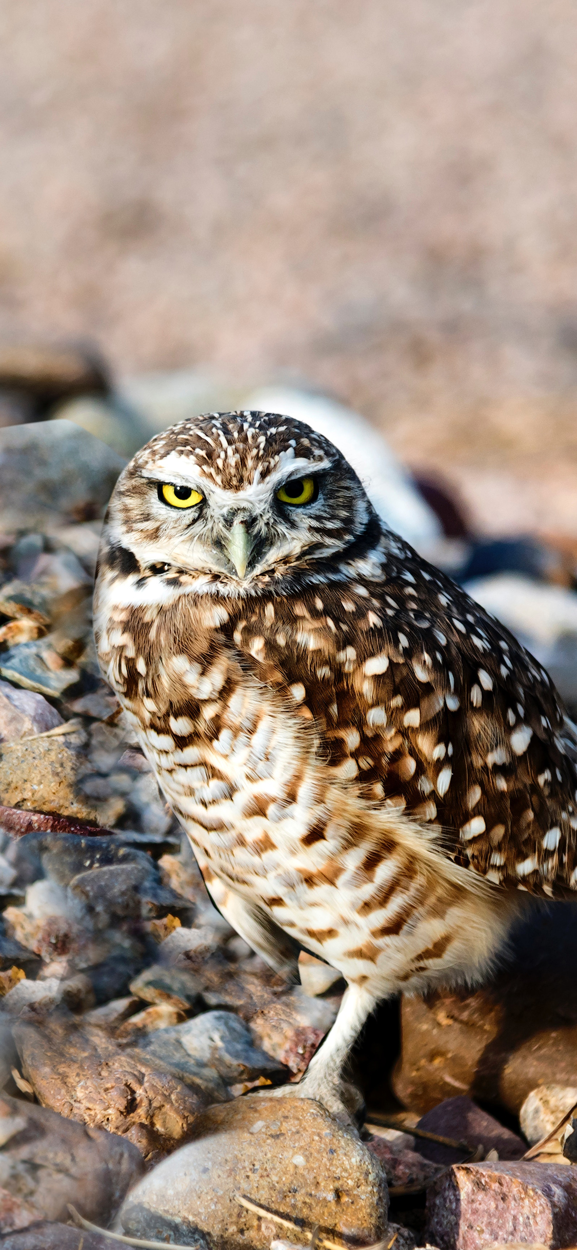 [2436×1125]飞禽 猫头鹰 聪明 捕猎 苹果手机壁纸图片