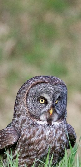 [2436x1125]飞禽 猫头鹰 草地 苹果手机壁纸图片